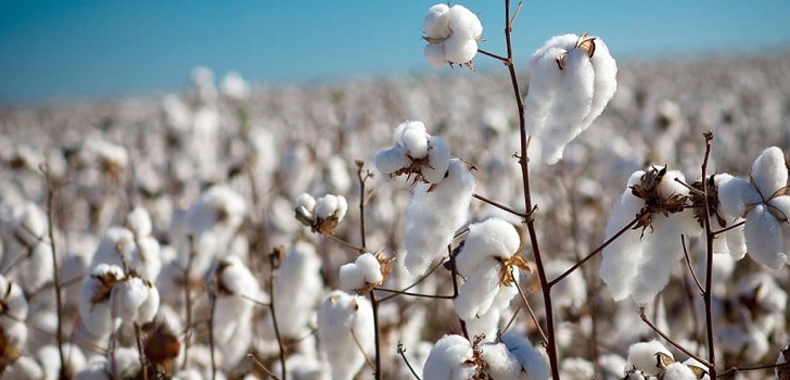 El algodón cambia de ‘players’: el consumo sale de Asia y deriva hacia Turquía
